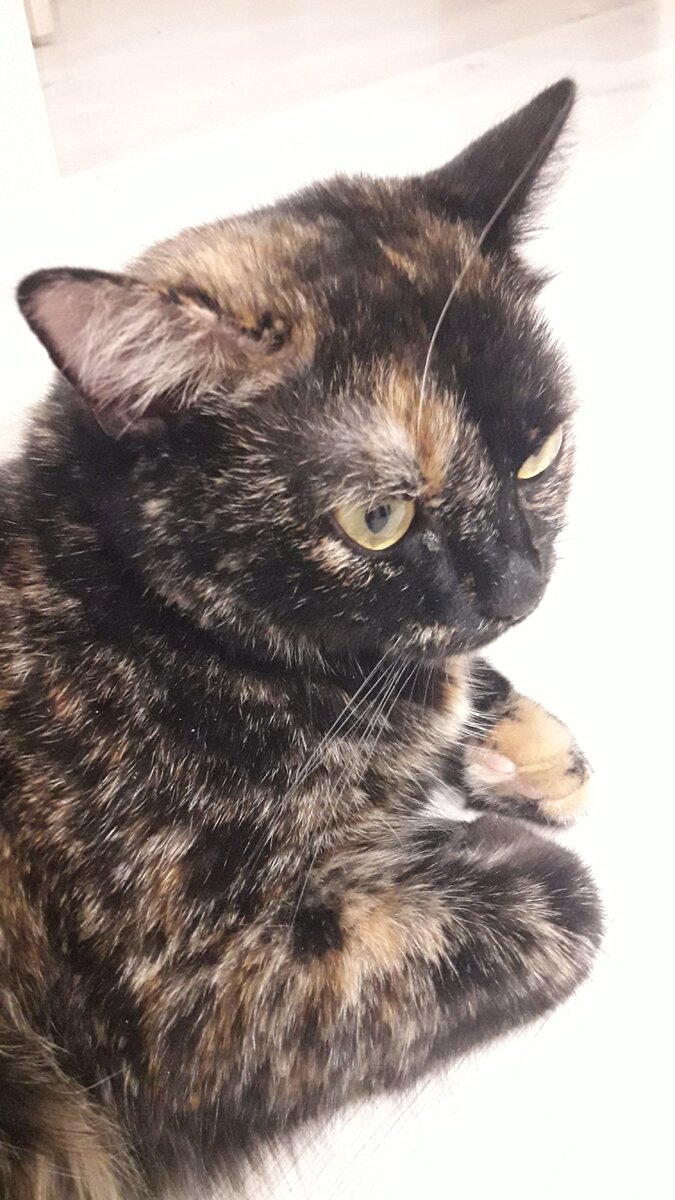 Тоже какая-то порода.