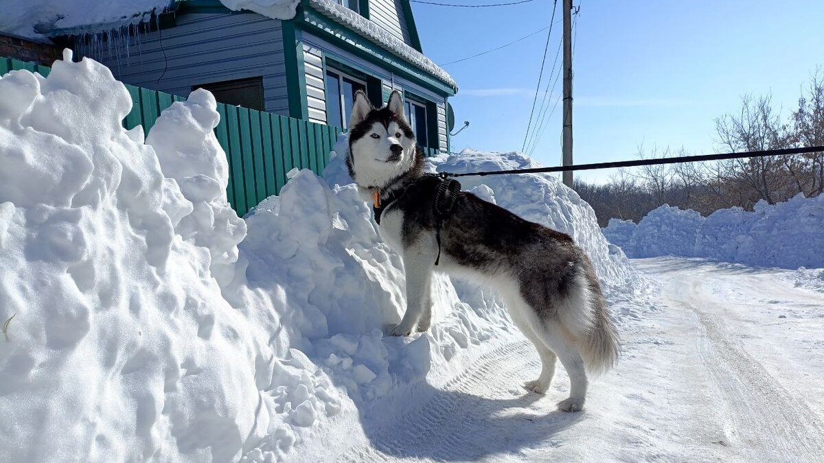 Хаски по имени Мани
