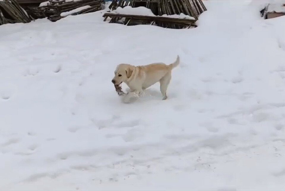    Джек радуется снегу. Фото: скриншот видео