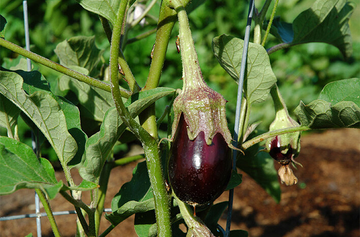 саженцы баклажанов. рассада баклажан. когда садить баклажаны. рассада баклажан. рассада баклажан.