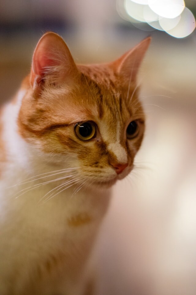 Photo by Vadim Bogulov on Unsplash