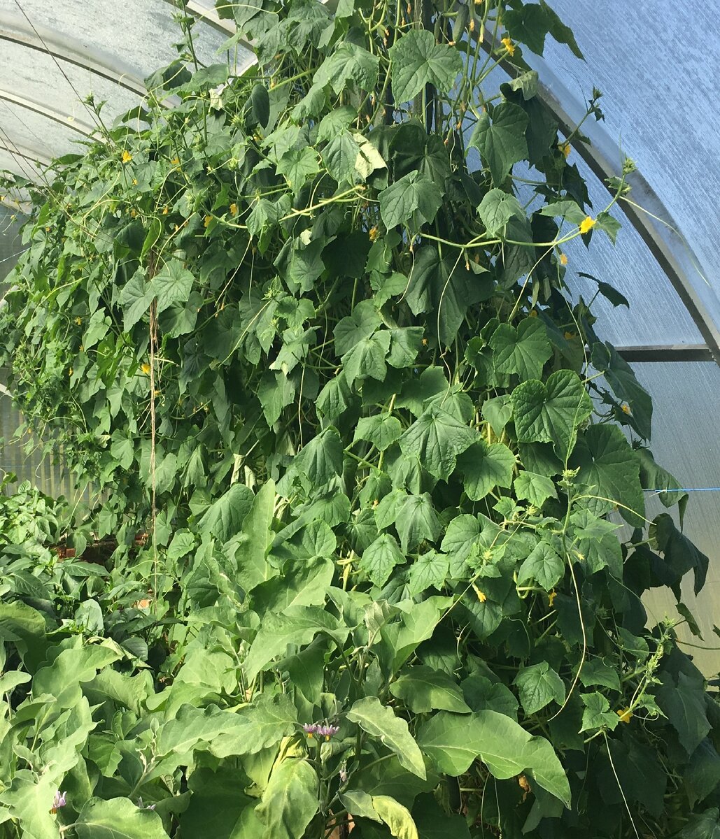 Помидоры черри низкорослые черри. Какой томат самый ранний. Семена томатов для открытого грунта низкорослые раннеспелые. Семена томатов позднеспелые сорта для теплиц. Томат джало санта.