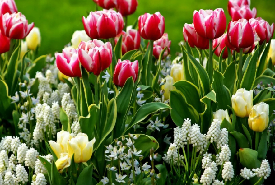 Фото: sadrium.ru