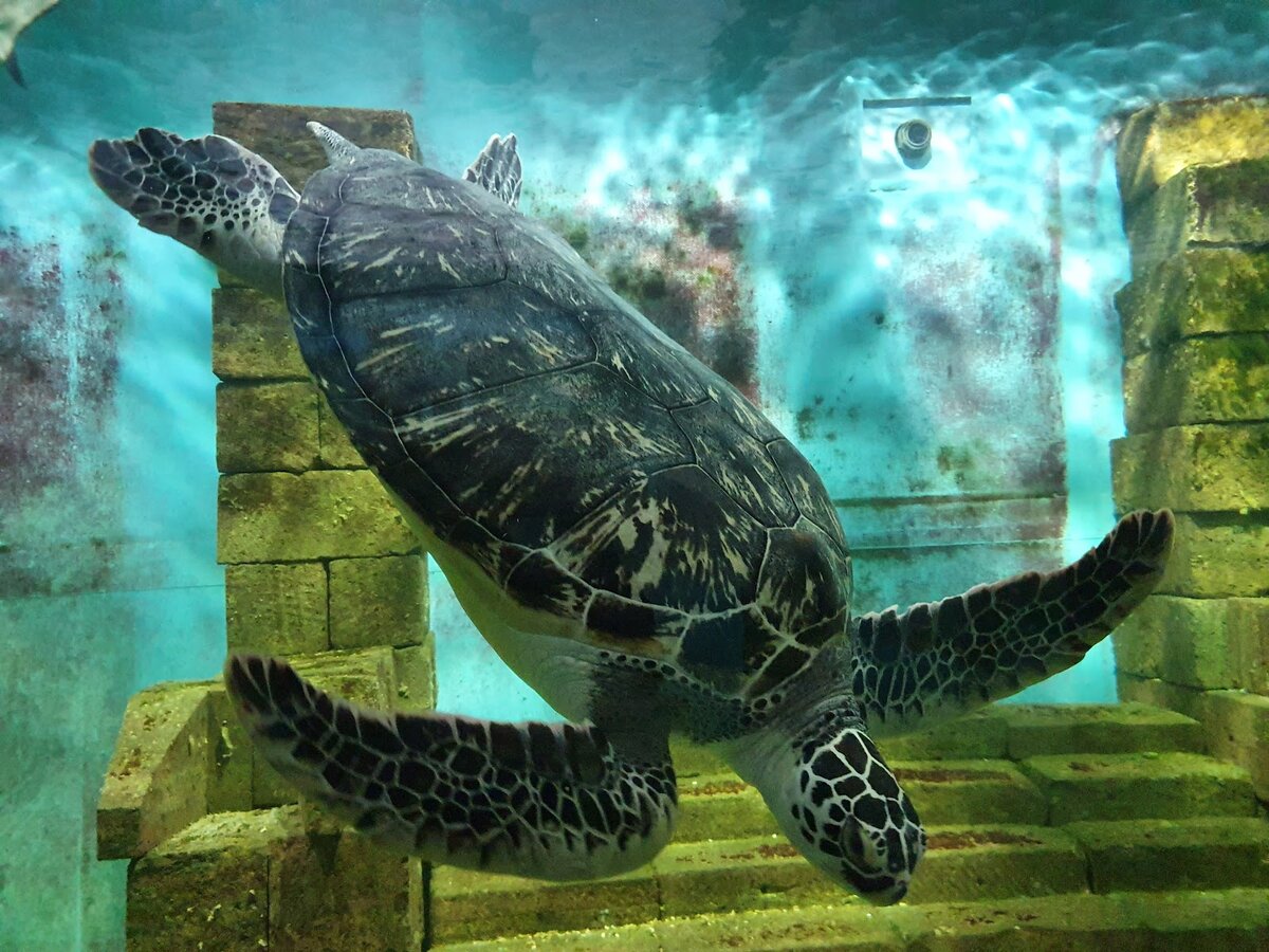 Фото из Google Карт, автор: Альберт Газин