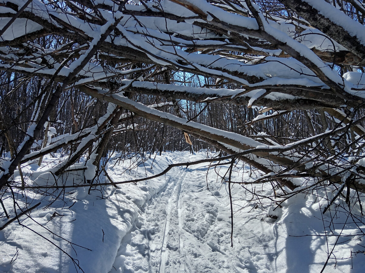 Лыжня Политехников. 23.02.2024. Фото автора. 
