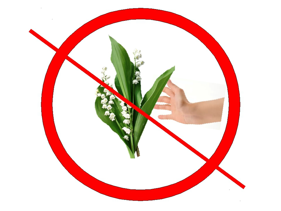 Фото из Интернет