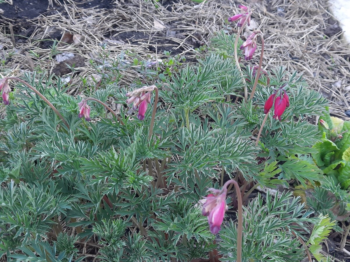 В саду растет 24. В саду растет 5 кустов составляющие 25% от всех роз сколько всего. Сколько деревьев росло?. Яблоня дерево сад. В саду растет 24.