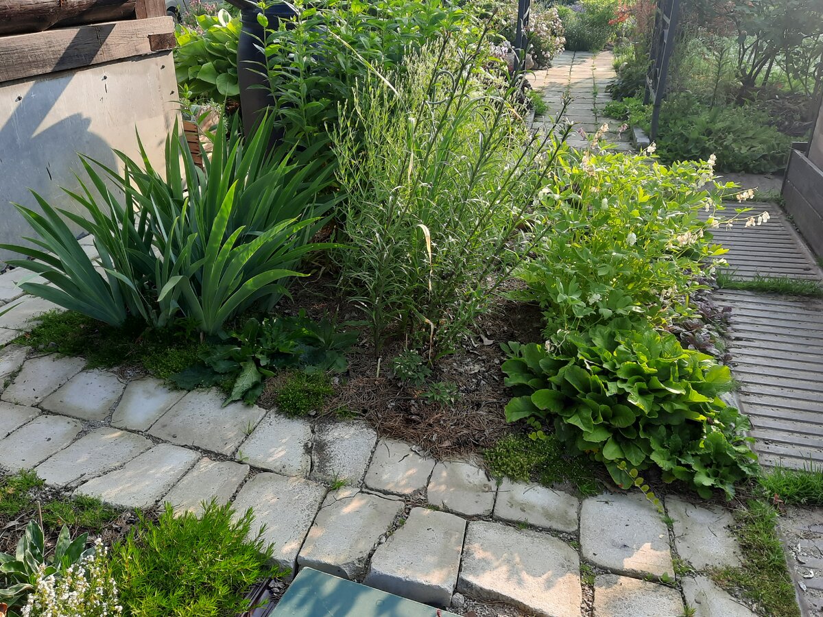 Составить рассказ о том как зимуют кустарники и деревья. Схема предложения с разными видами связи. В саду было просторно и росли. Сочинение и подчинение в сложном предложении. Газон во дворе.