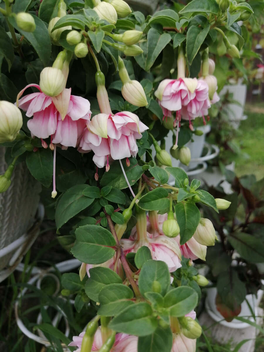 Цветёт Наташа Sinton