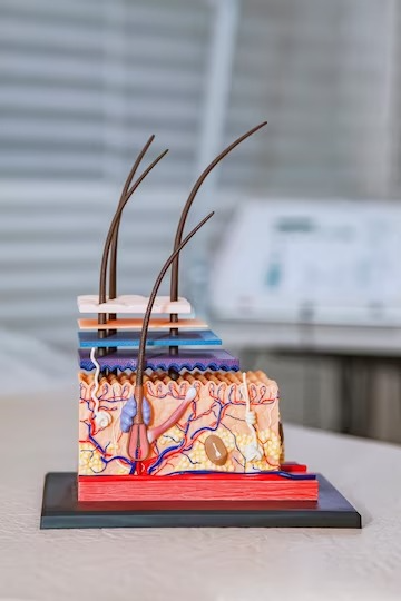 Строение волоса