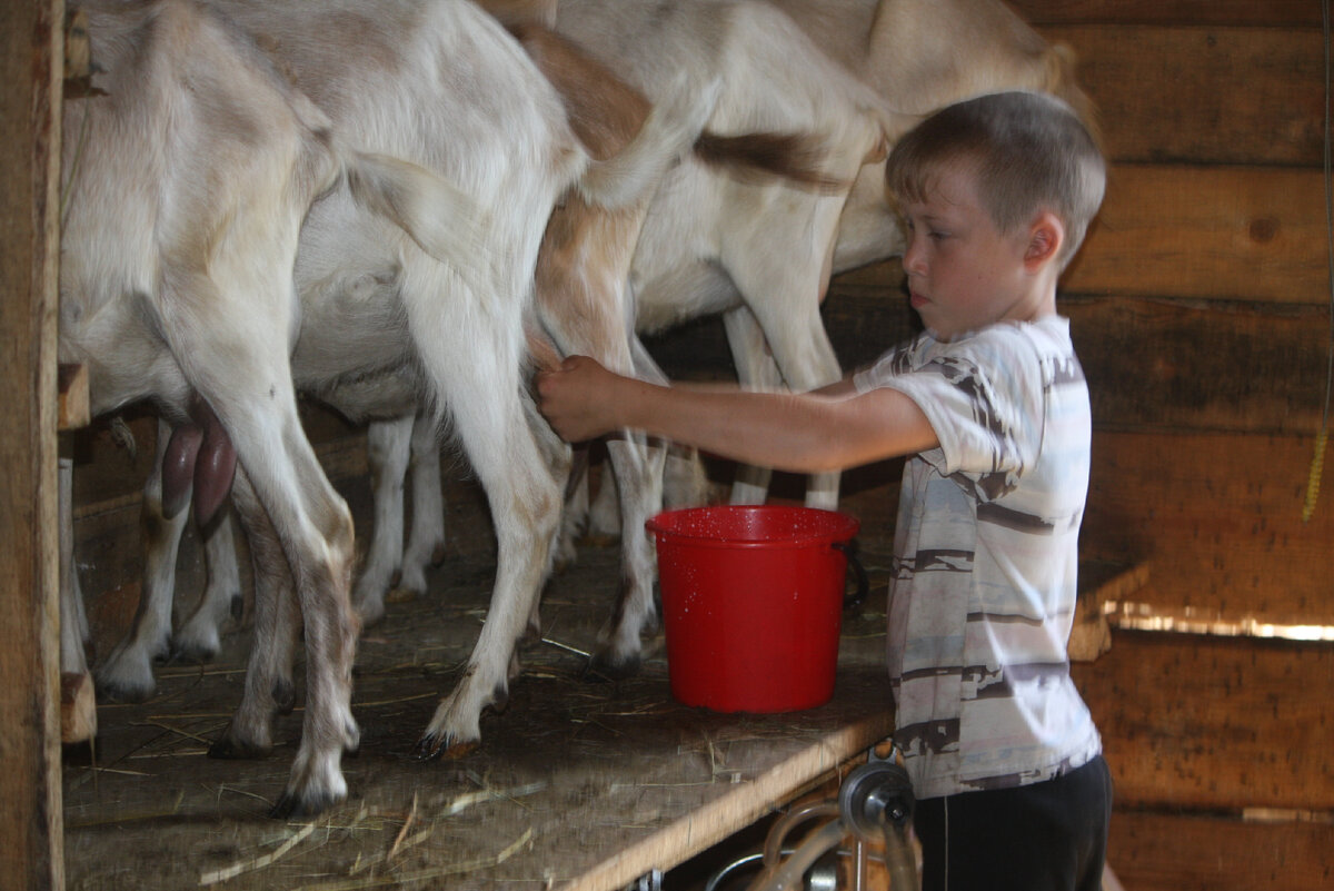 Некоторых коз приходится додаивать вручную после  аппаратной дойки, хотя специалисты по машинному доению такую манипуляцию не рекомендуют.