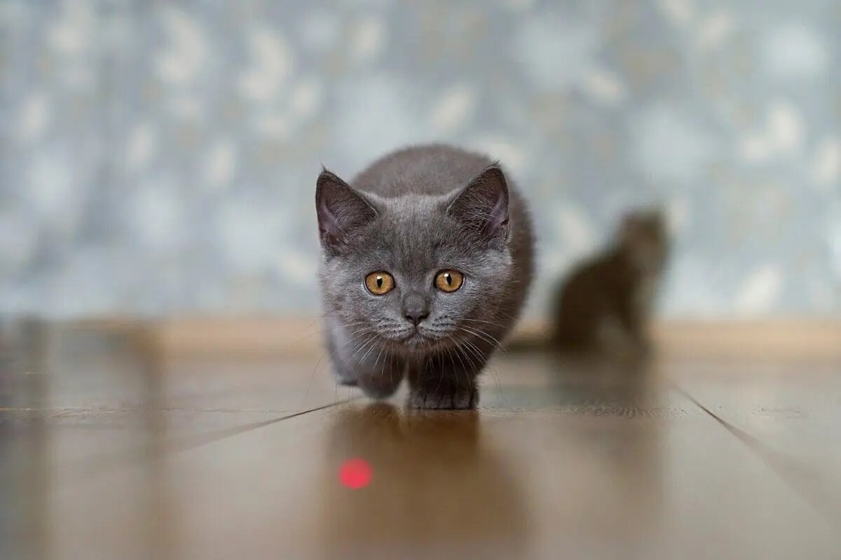 Фото из Интернета.
