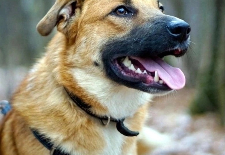 Скромный парень Бим в поисках самых лучших хозяев!👨‍👩‍👧🐶