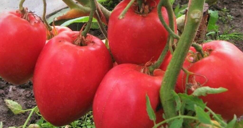 Здорова рассада ТОМАТОВ, какие два ПРОСТЕЙШИХ, ДЕШЕВЫХ средства спасут Вашу рассаду. Характерные ошибки БОЛЬШИНСТВА дачников