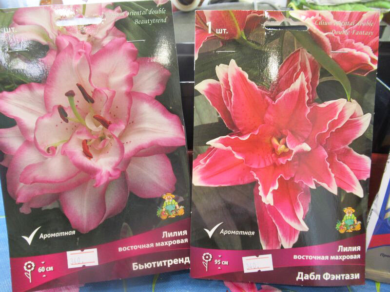 Мои новые приобретения в 2024 году - ориентальные махровые Лилии - моё фото
