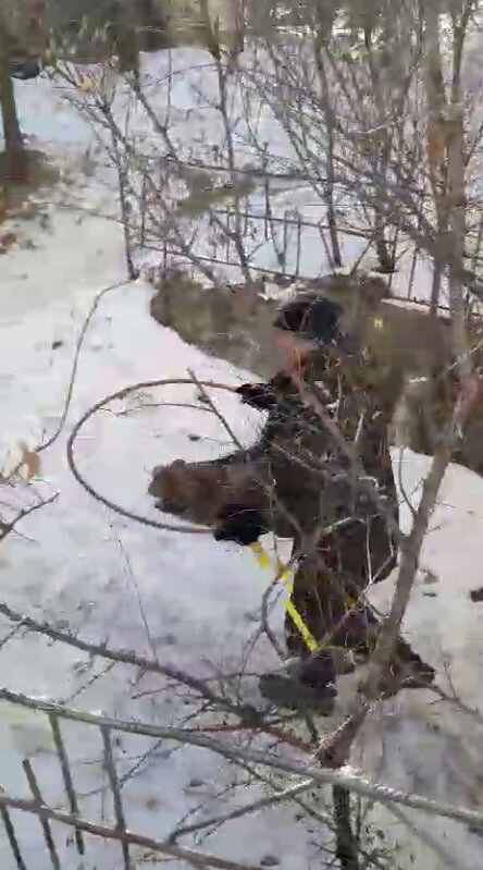    Фото: управление по охране животного мира Амурской области