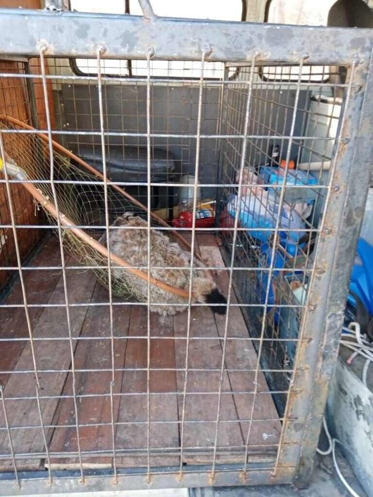    Фото: управление по охране животного мира Амурской области