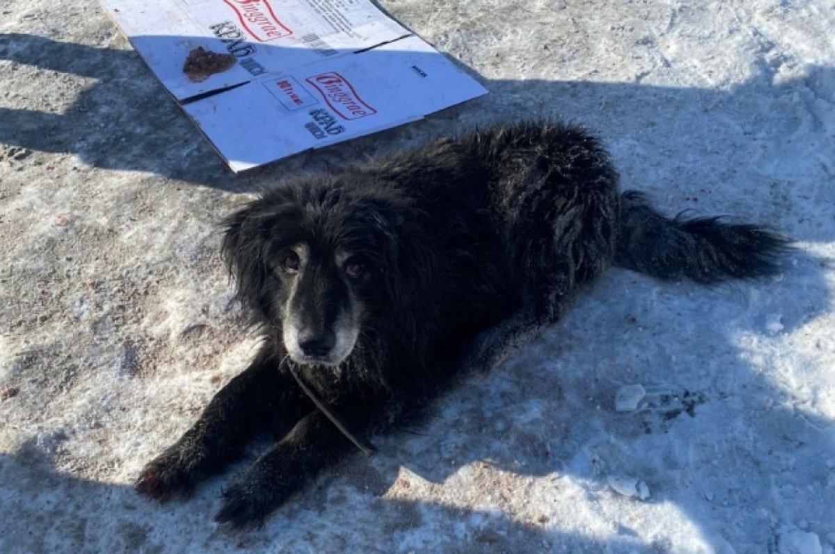    В Омске разыскивают водителя, который сбил собаку на переходе и уехал