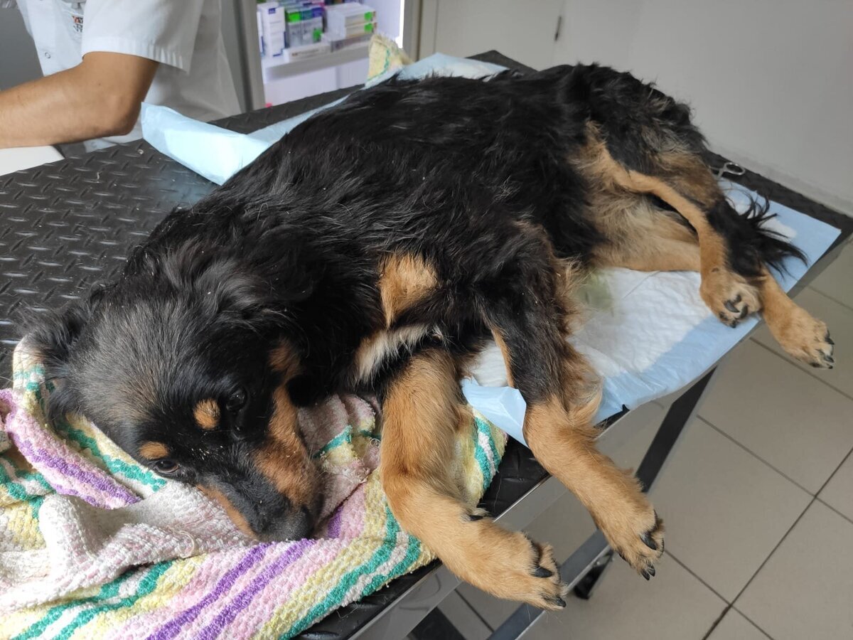 Кот с поднятой лапой. Кот выгнул спину. Встал на задние лапы. Котики стоящие на задних лапках. Черный кот с поднятой лапой.