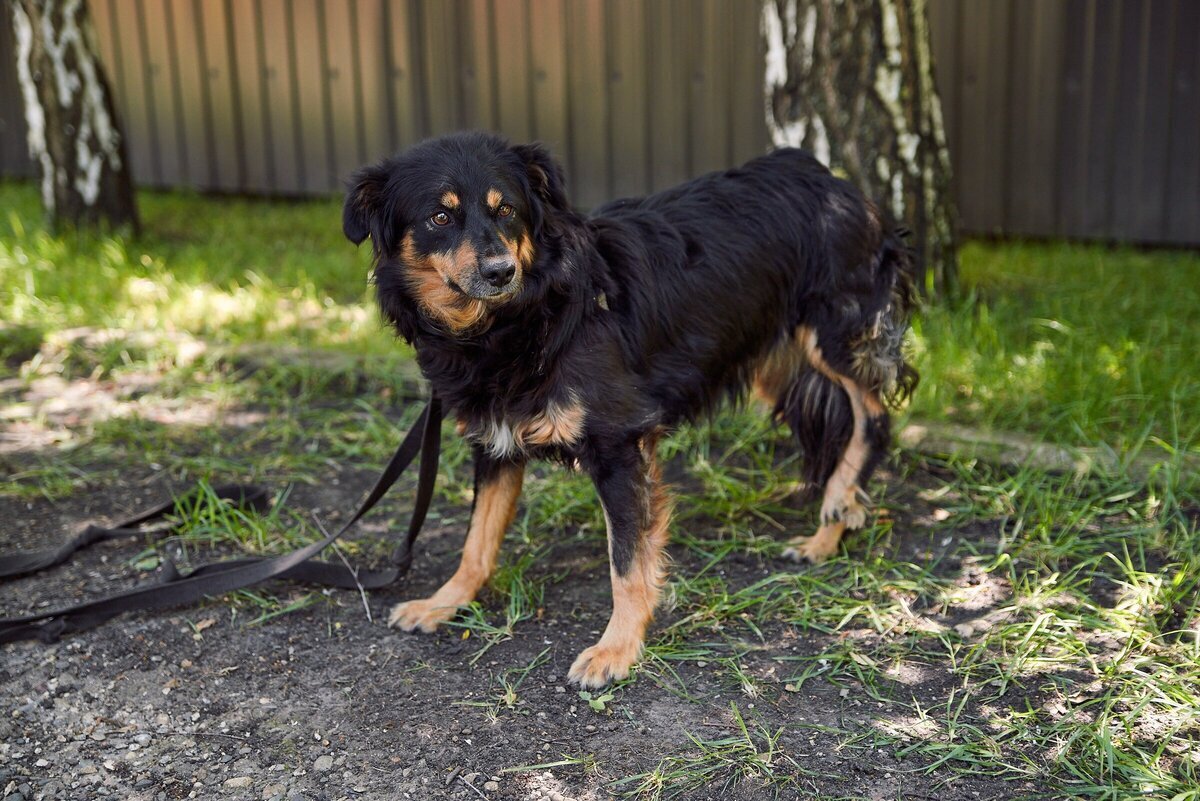 Паралич конечностей у собак. Рахит задних лап у немецкой овчарки. Собака с человеческими конечностями. Собака не встает на лапы. Собака не встает на лапы.
