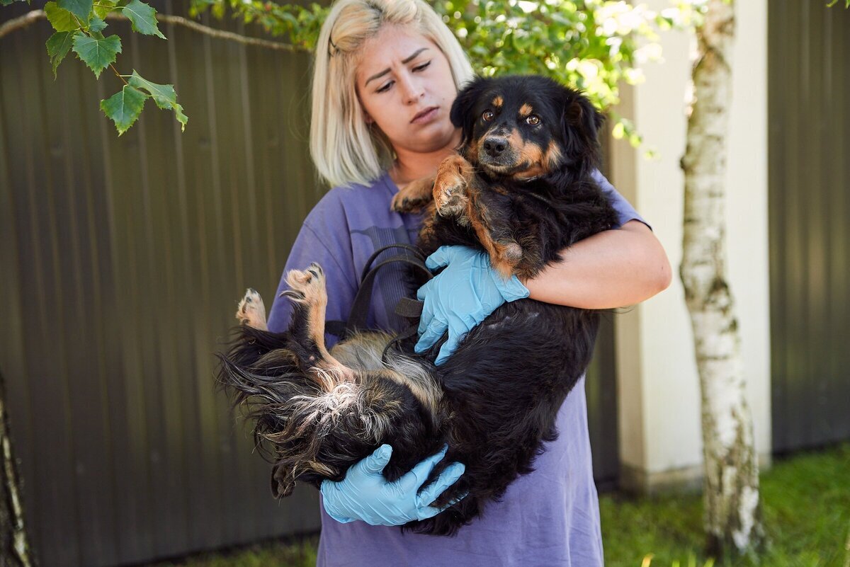 собака тяжело дышит что делать