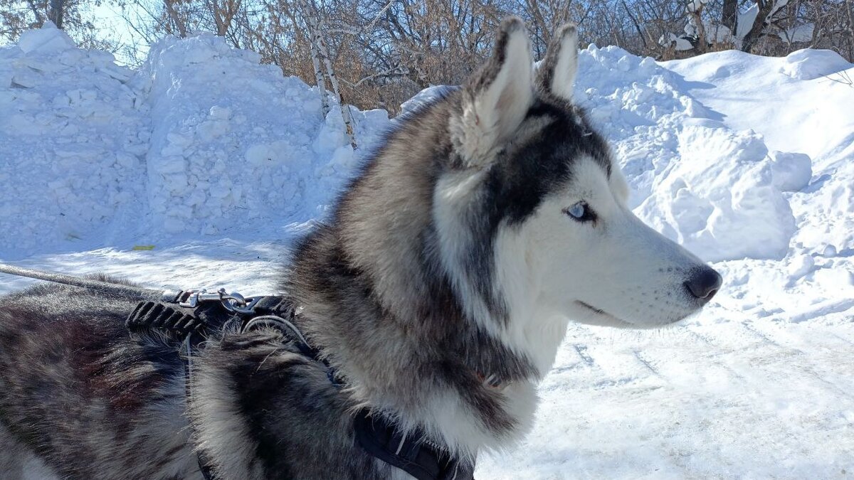 Хаски по имени Мани