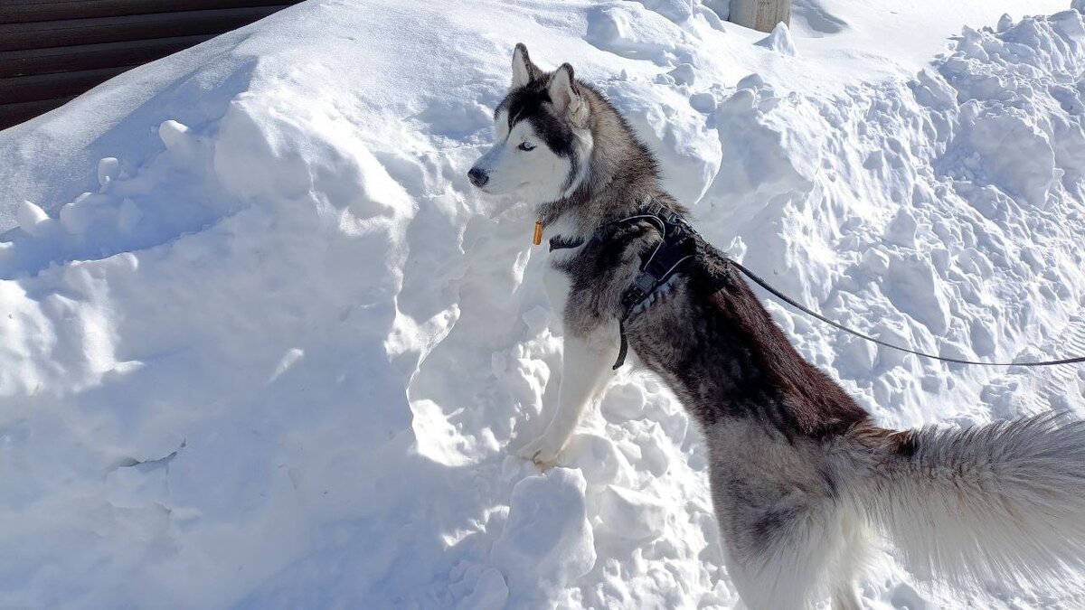 Хаски по имени Мани