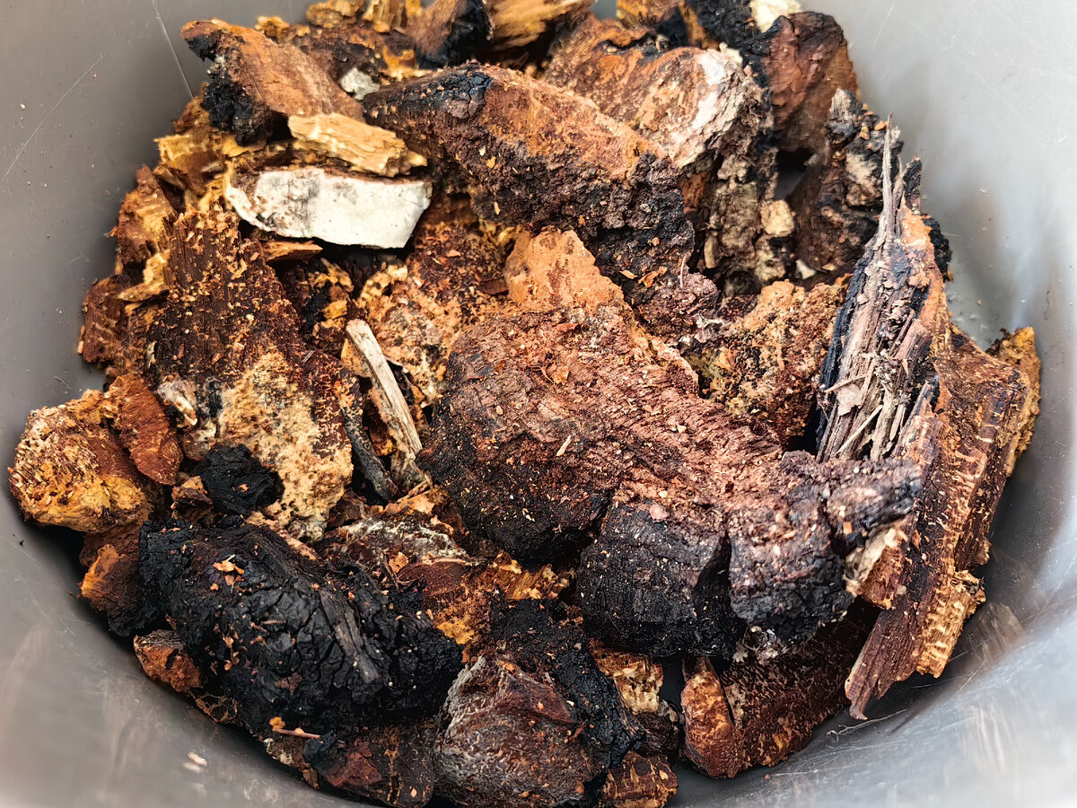 В таком виде принёс чагу из леса