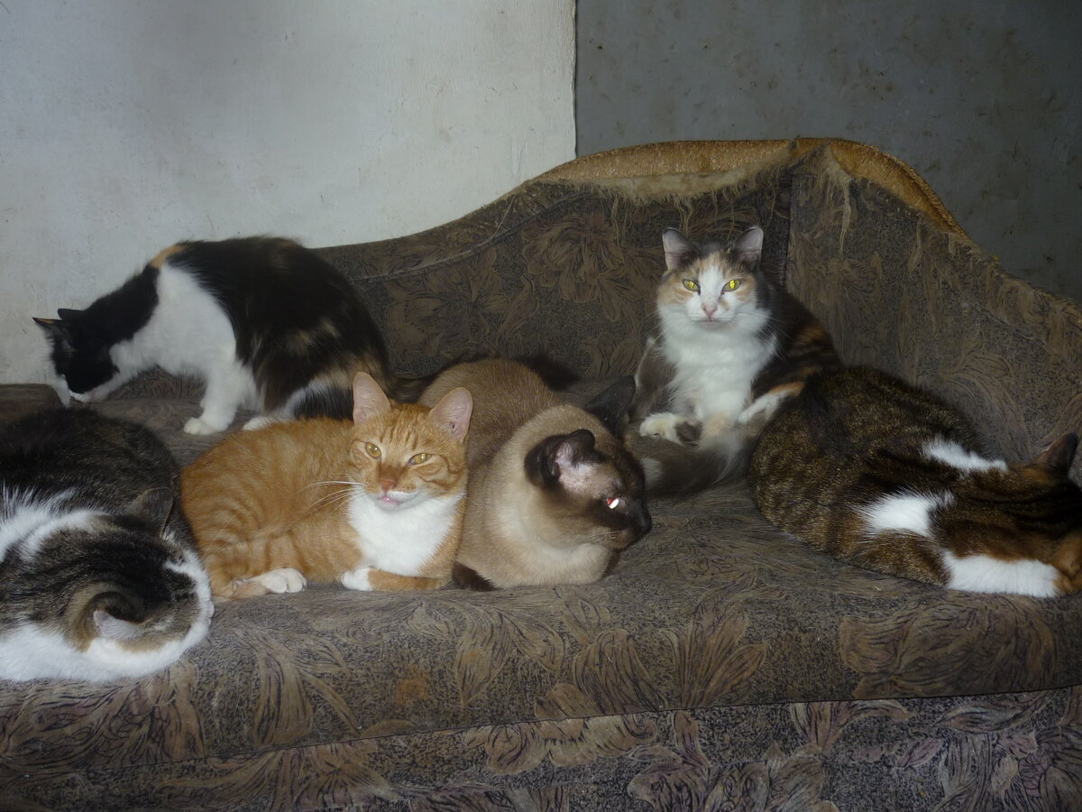 2003 г. После погрома общественного приюта. Личная квартира пока ещё цела.