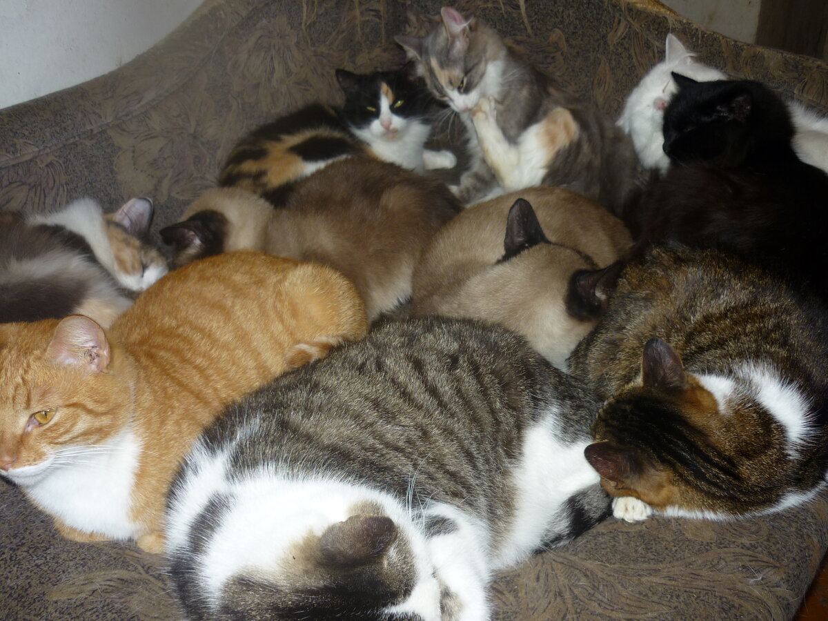 2004 г.  Не в обиде, но в тесноте.