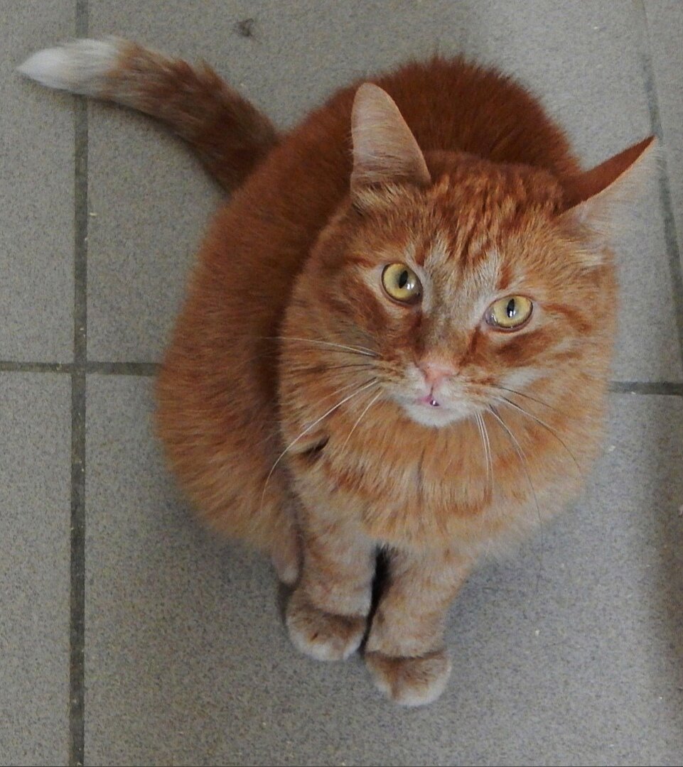 Наш серьезный парнишка Карл Маркс