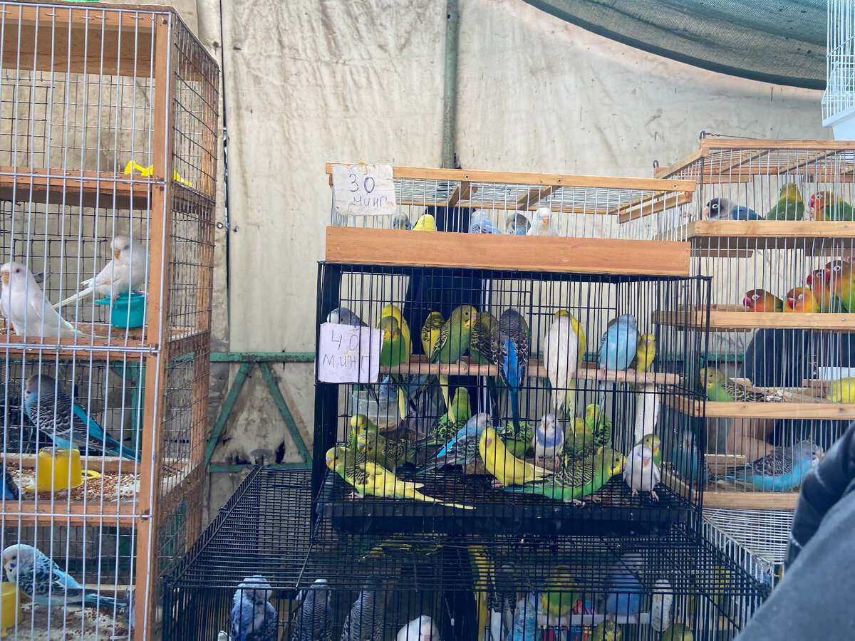 Птичий рынок в Ташкенте