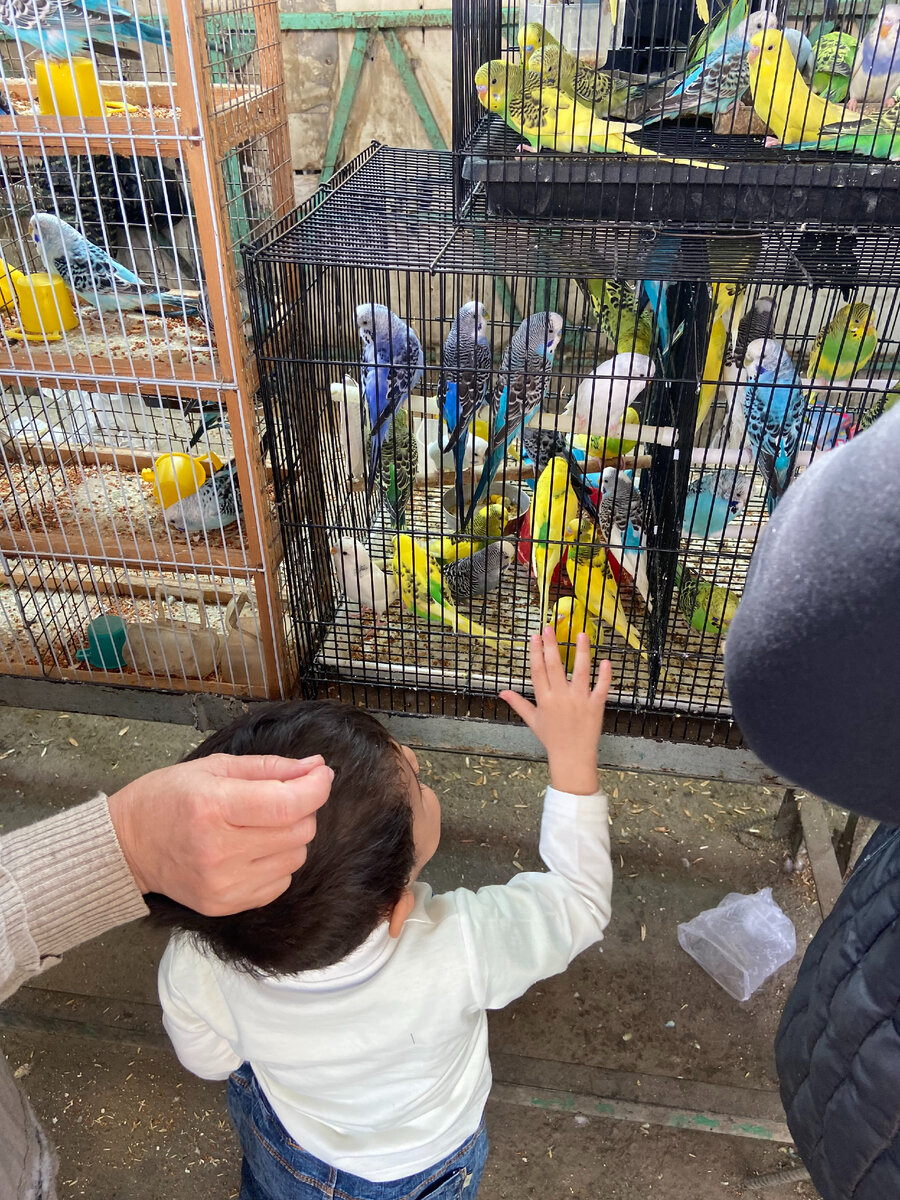 Птичий рынок в Ташкенте