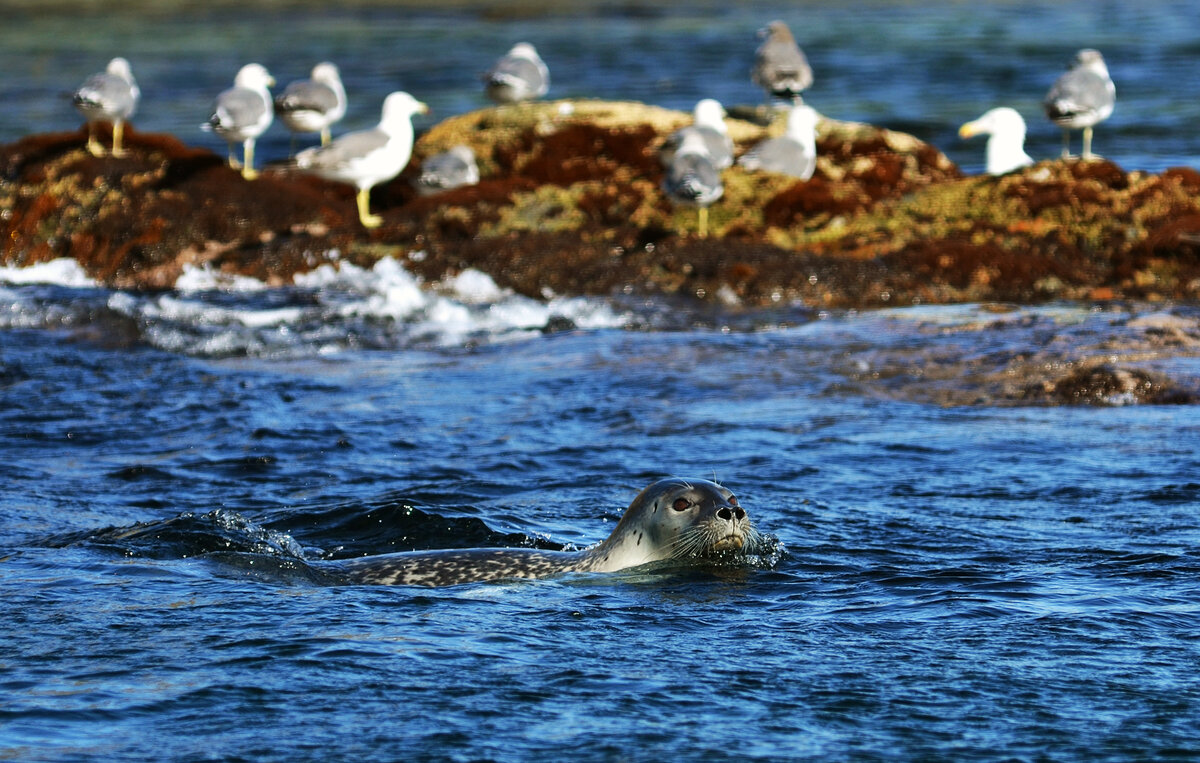 ®™ фото из интернета | 🌊 Путешествие в Дальневосточный морской заповедник:🐠 откройте для себя чудеса морской жизни и красоту заповедных берегов! 🐬