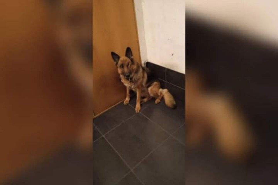    Одноглазую овчарку по кличке Грета нашли в Ангарске. Фото: личный архив героев публикации