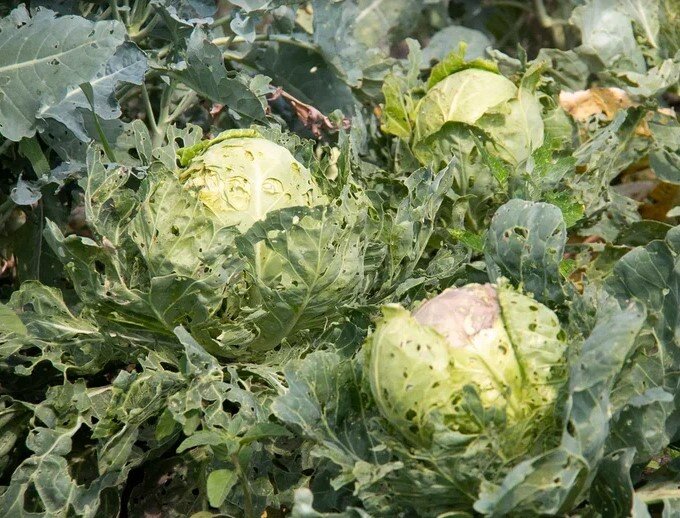    Фото: Амур.инфо