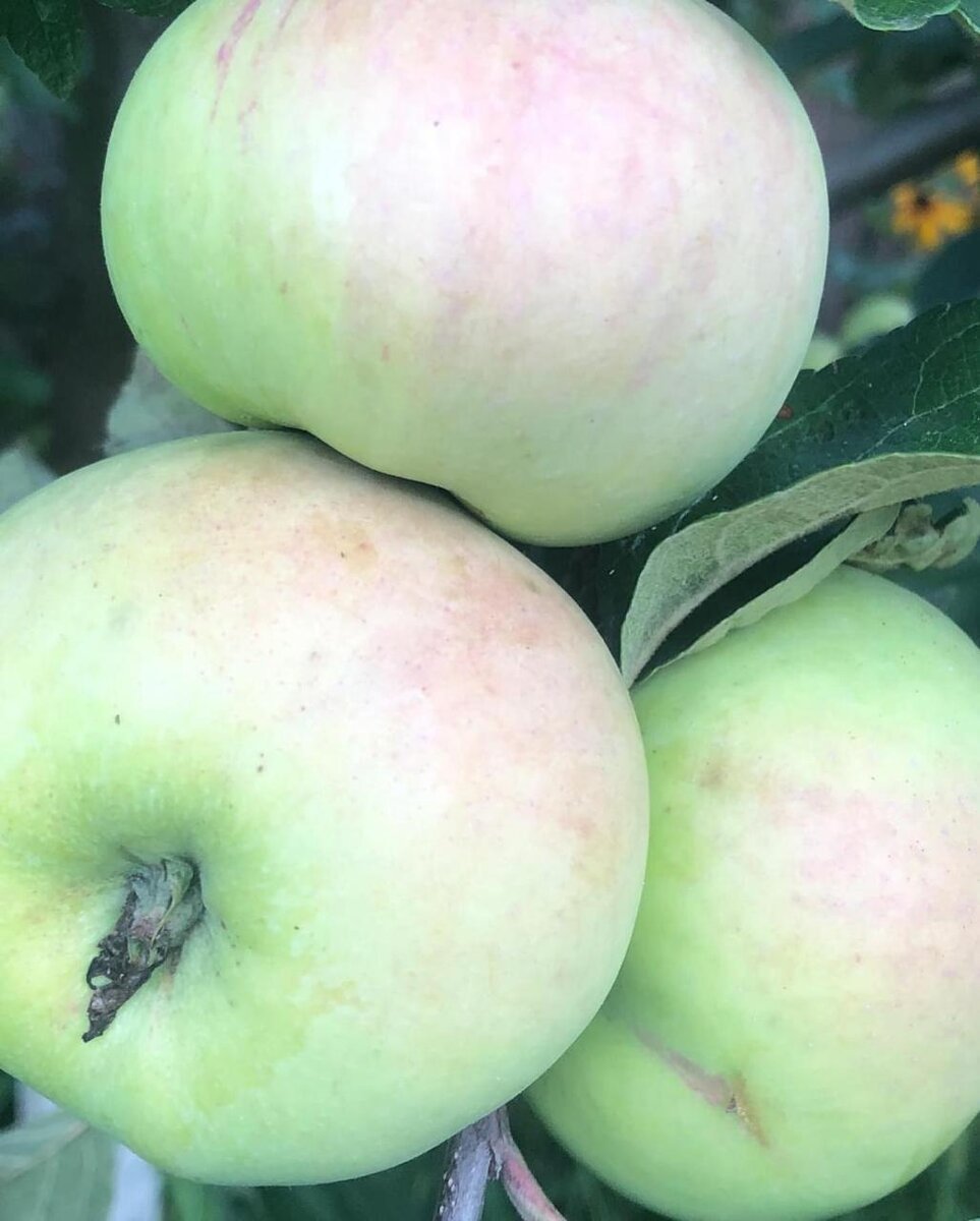 Яблоки сорта Богатырь в моем саду. Фото в саду автора.