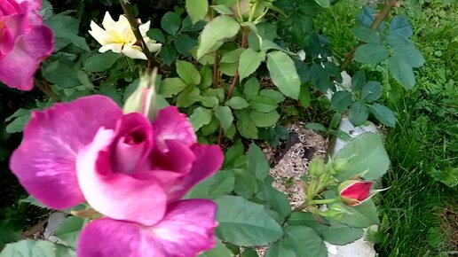Необычные,но достойные розы.4 сорта.Ярославская область.