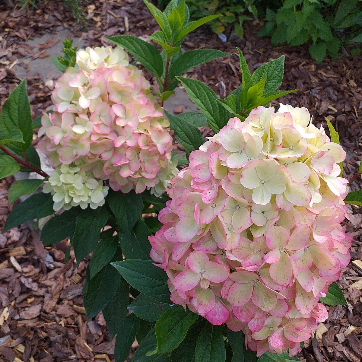 ботанический парк королевы елизаветы. альпийская горка в саду. пышный сад. сады англии миксбордеры. палисад франция сады.