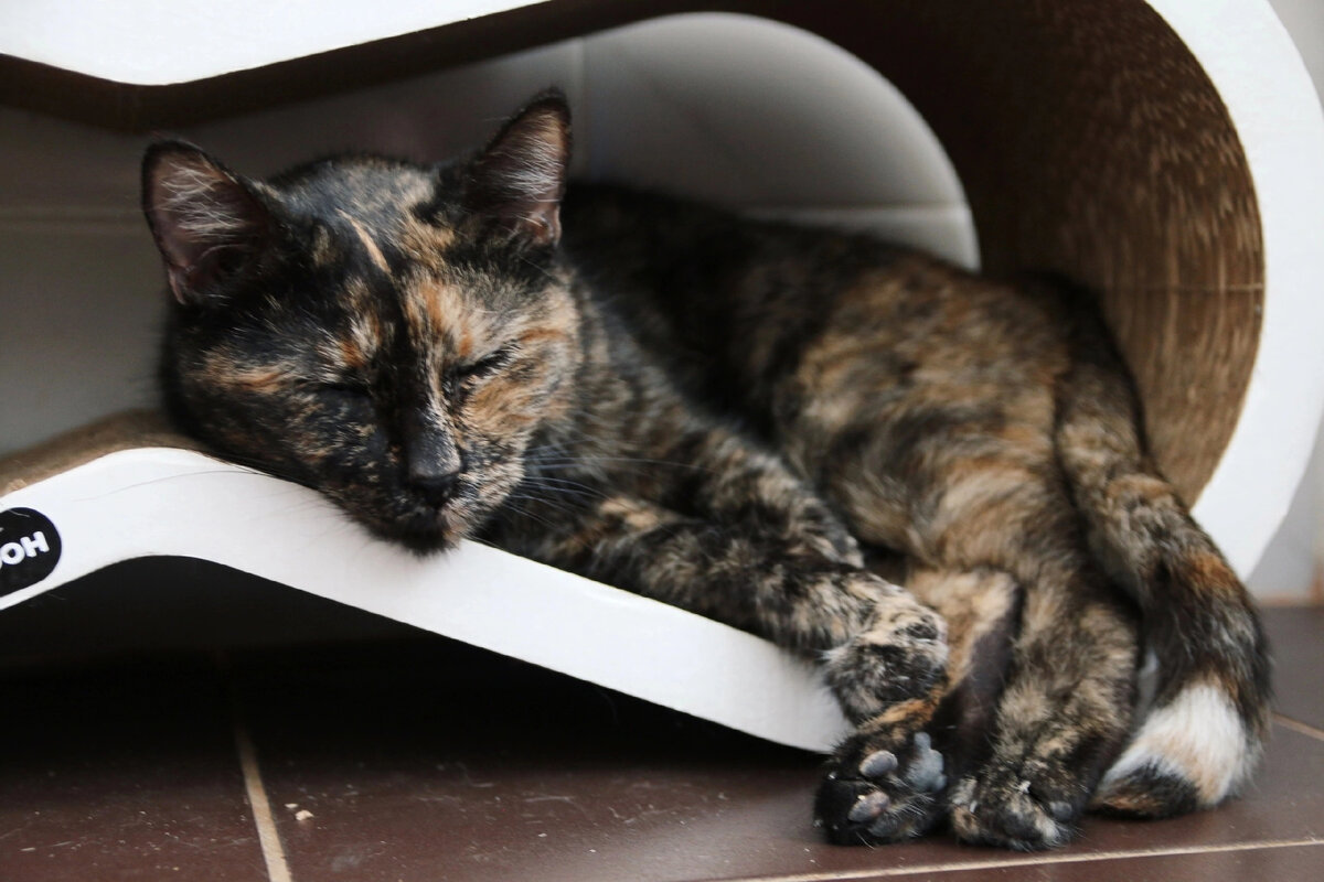 Кошка Черри мечтает о доме 🍒🫶 | Приют для кошек "Надежда" | Дзен