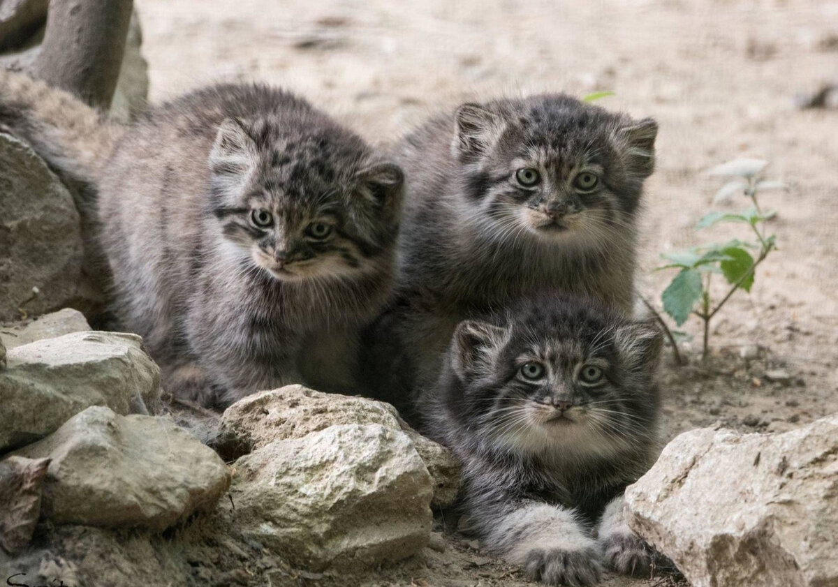 Манул купить котенка фото