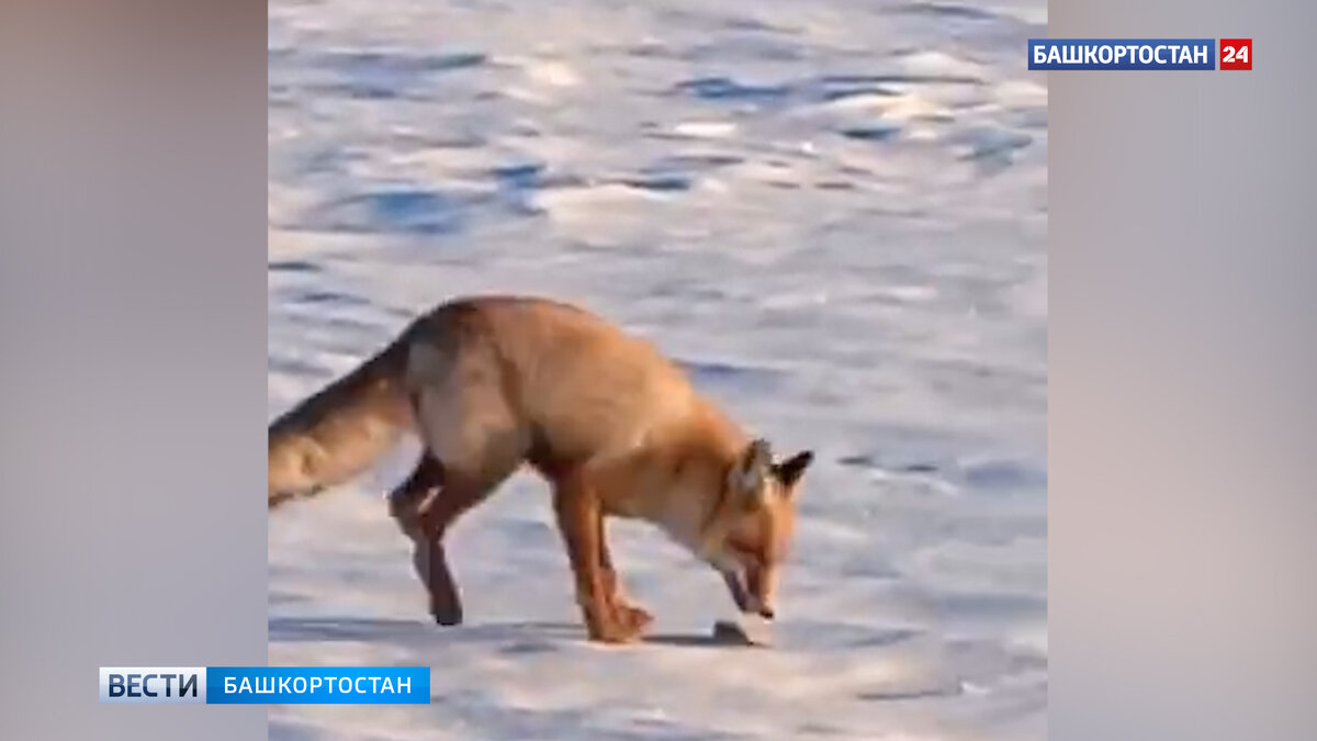    Рыбак из Башкирии снял на видео, как угощает своим уловом лису