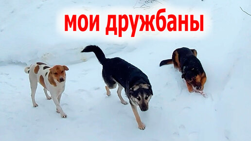 верных и добрых друзей. желаю друзей самых верных. кто хочет иметь друзей. открытки о дружбе и друзьях. верных и добрых друзей.