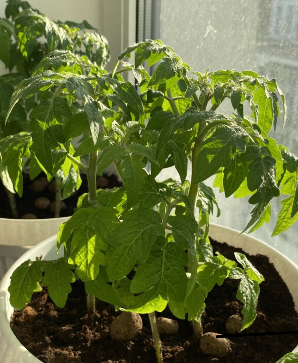 Черри дома на подоконнике