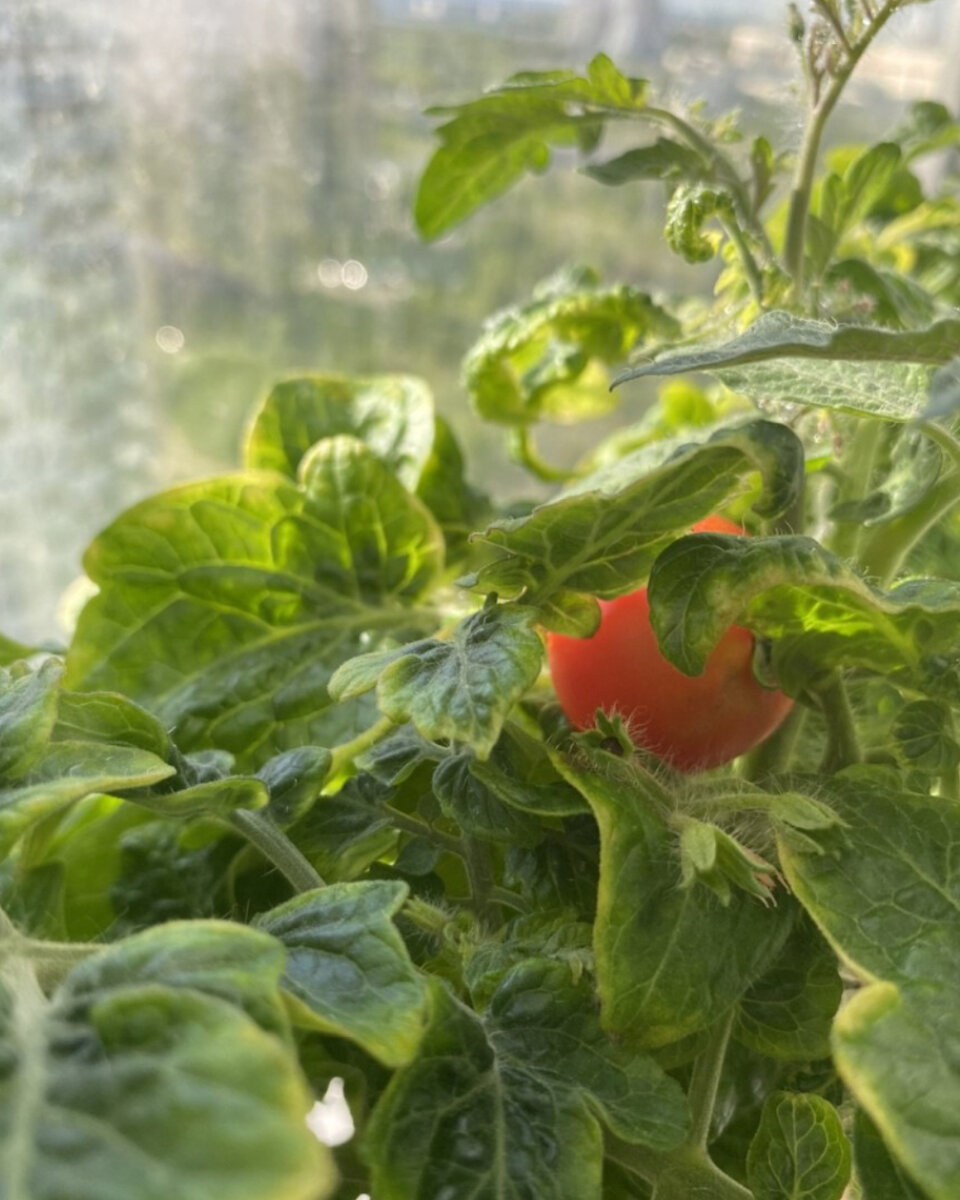 Черри дома на подоконнике