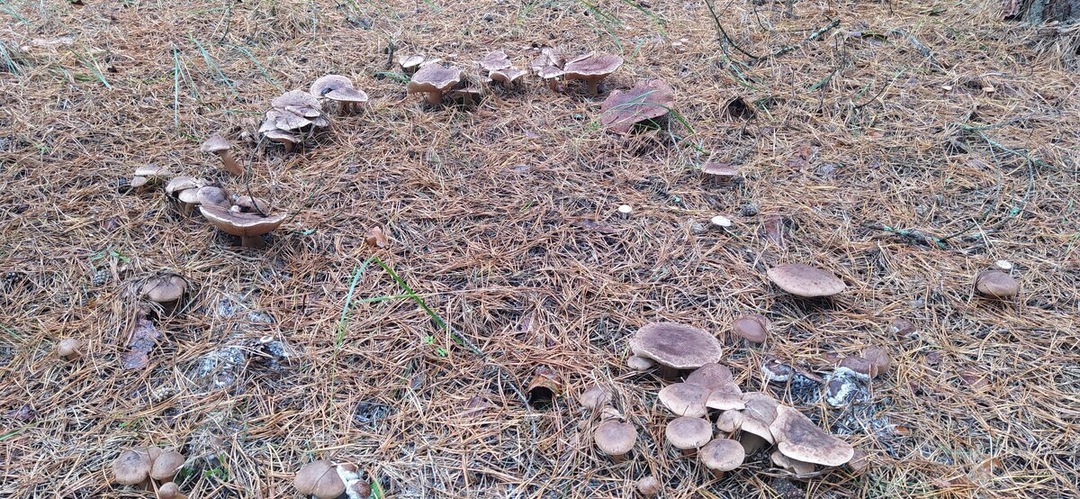 Рядовые грибного царства. ТОП-6 популярных видов рядовок