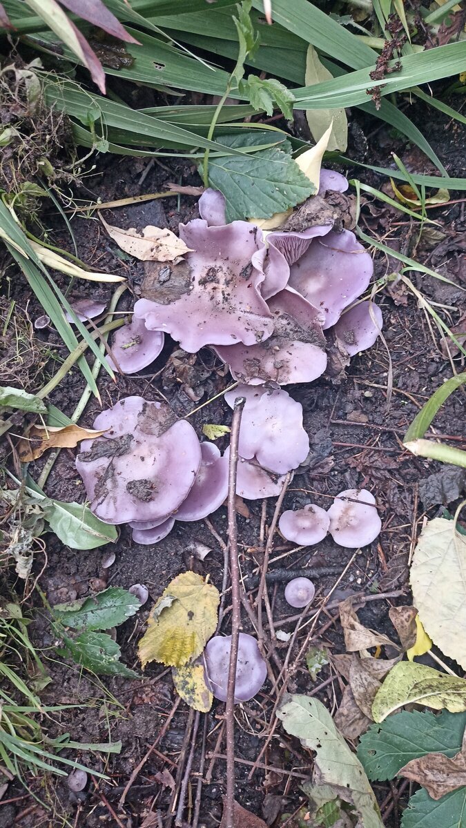 Автор фото Кот Матроскин