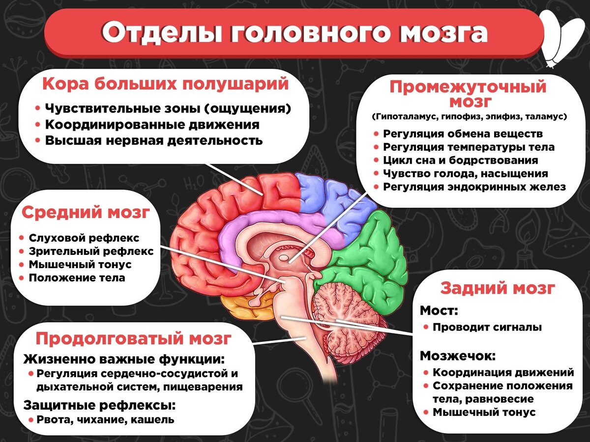 Апгрейд мозга: как улучшить мозговое кровообращение? Аккуратно устраните  спазмы мышц головы и шеи | Причины Здоровья | Дзен