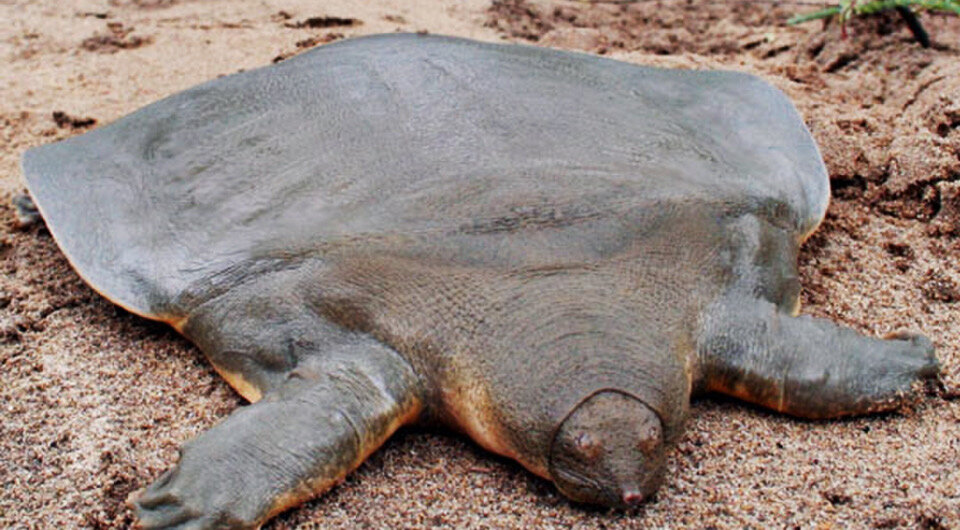   Dementia / Wikimedia Commons / CC BY-SA 2.0