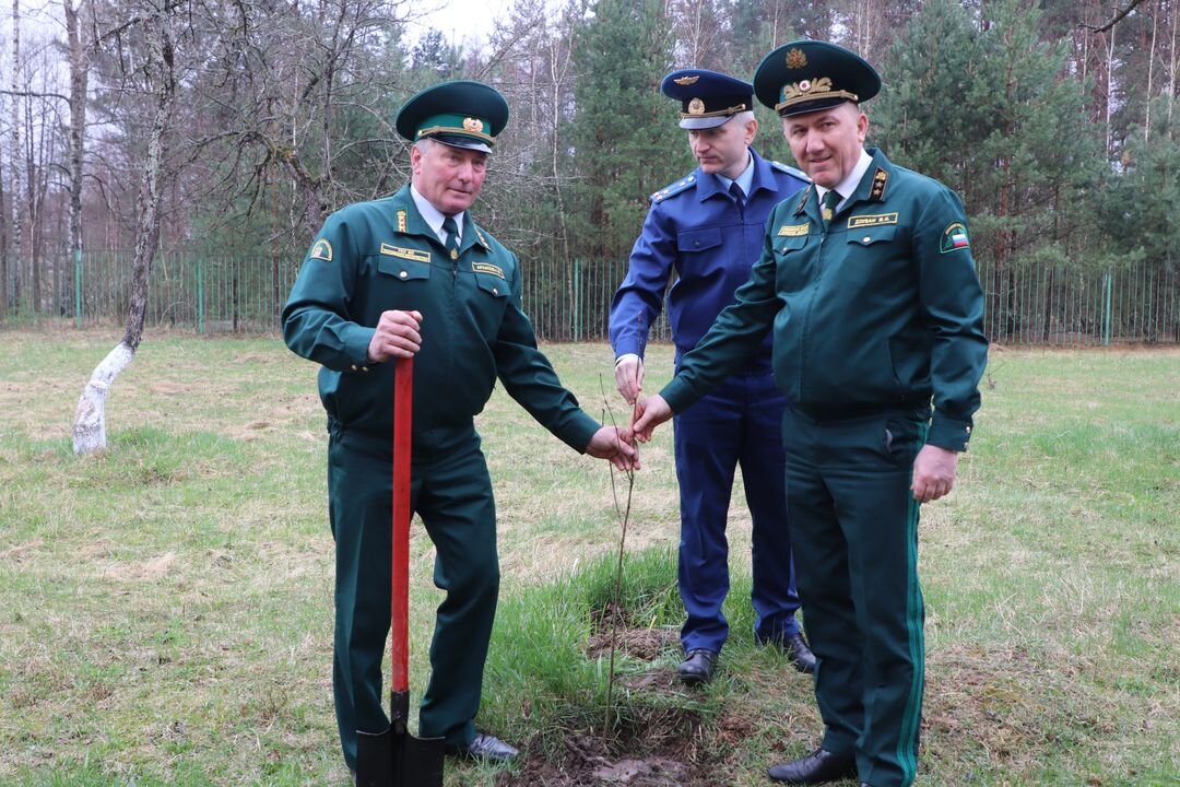 Фото с Яндекса. Жуковский лесхоз Брянской области.